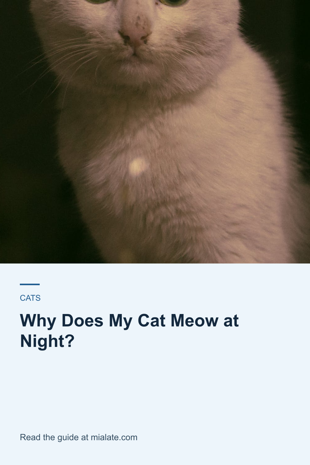 Why Does My Cat Meow at Night? — MiaLate article cover