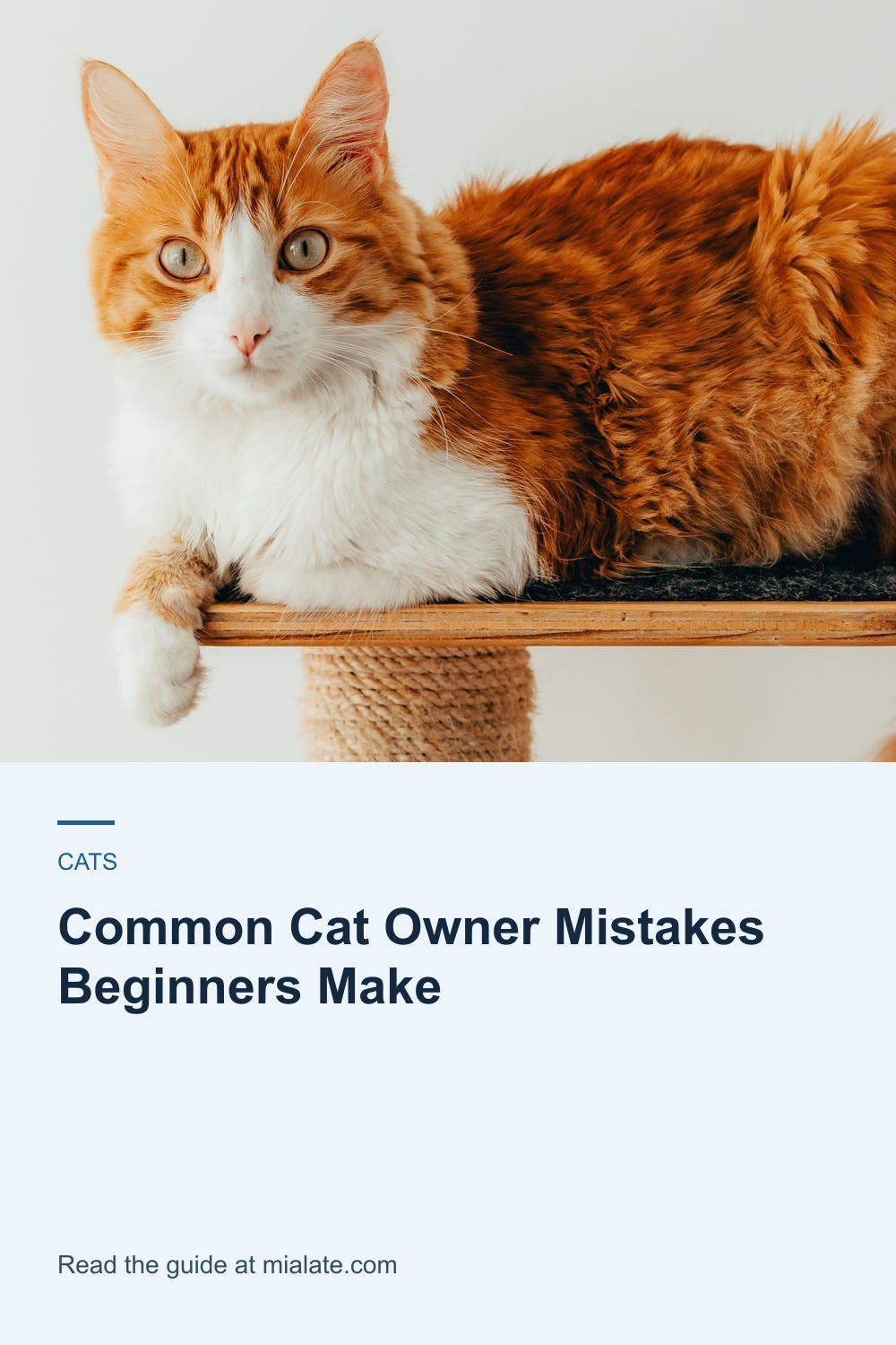 Common Cat Owner Mistakes Beginners Make — MiaLate article cover