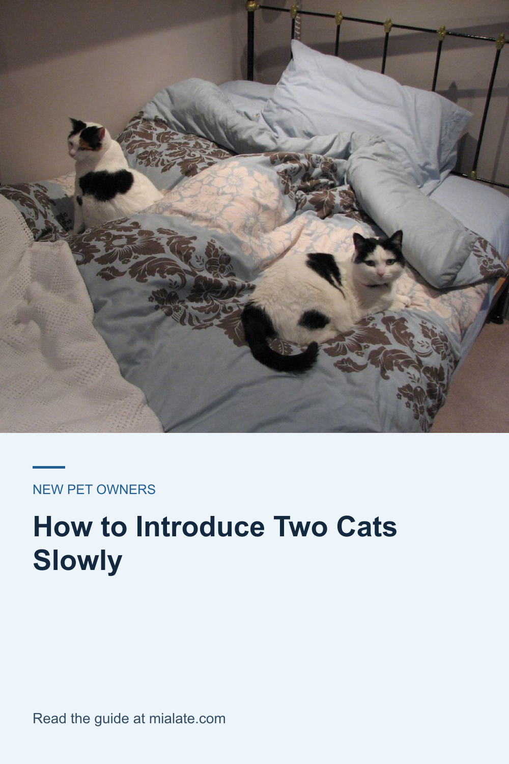 How to Introduce Two Cats Slowly — MiaLate article cover