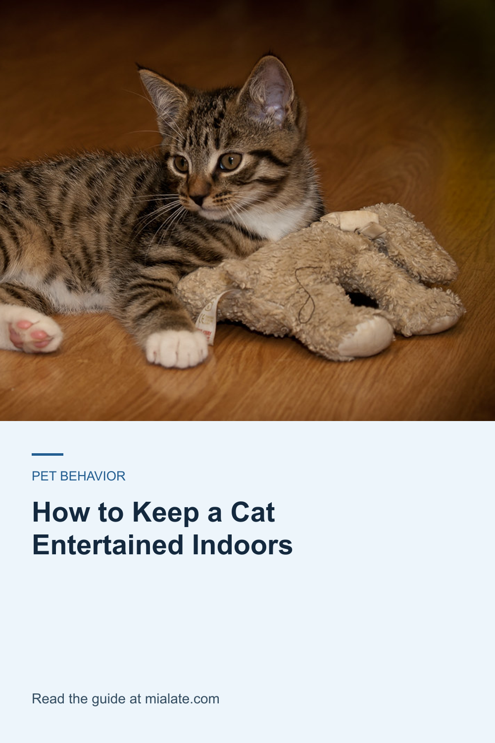 How to Keep a Cat Entertained Indoors — MiaLate article cover