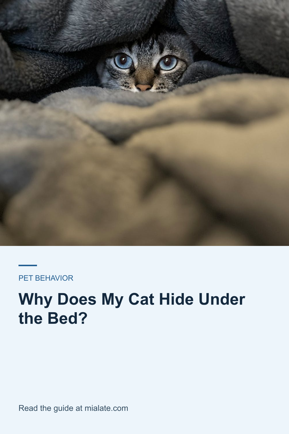 Why Does My Cat Hide Under the Bed? — MiaLate article cover