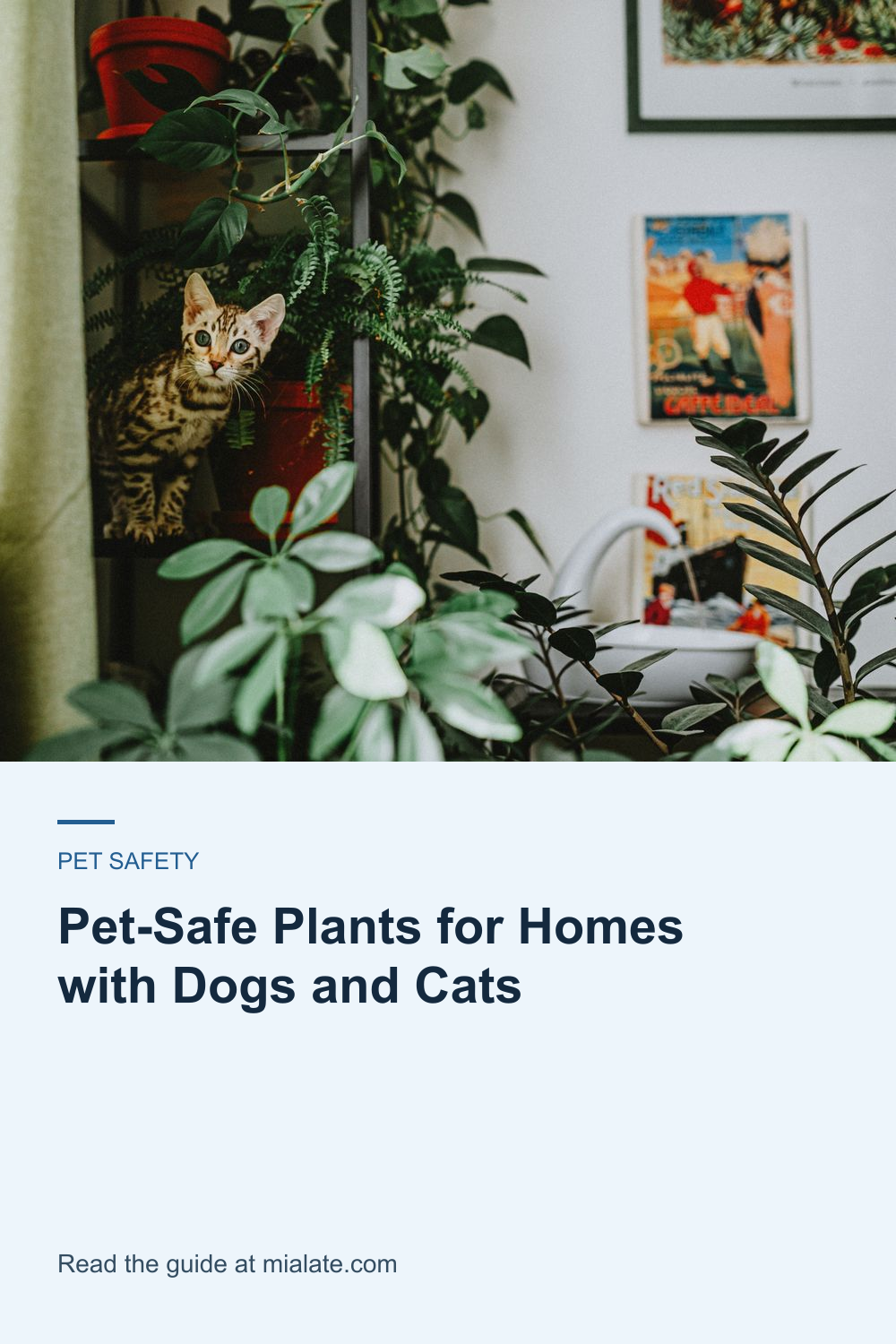 Pet-Safe Plants for Homes with Dogs and Cats — MiaLate article cover