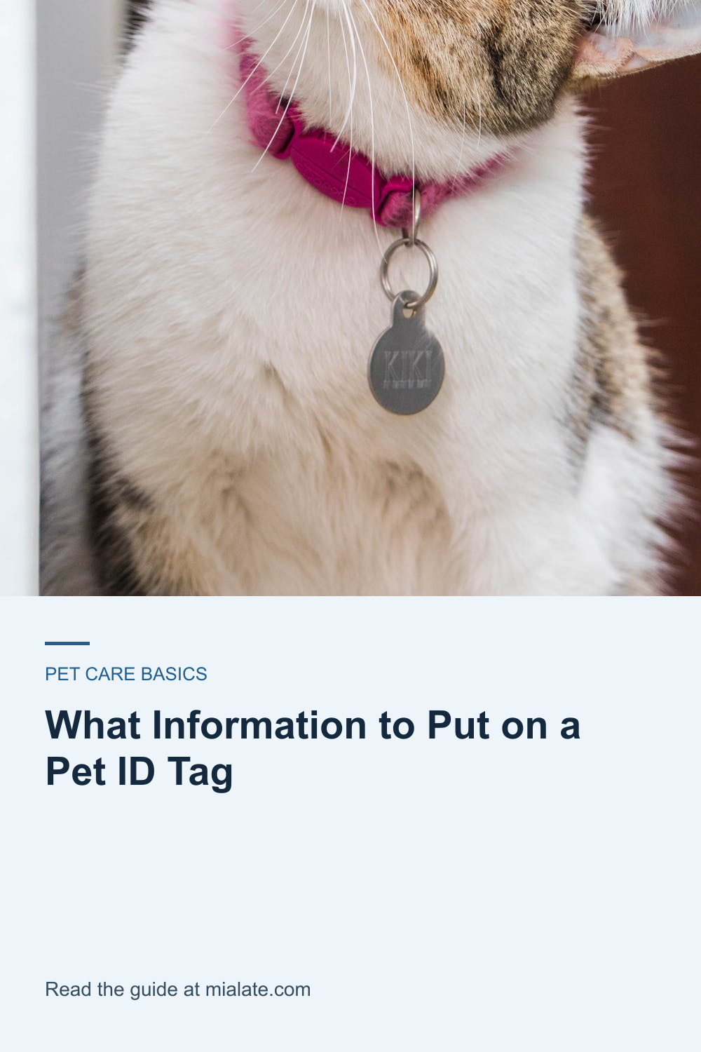 What Information to Put on a Pet ID Tag — MiaLate article cover