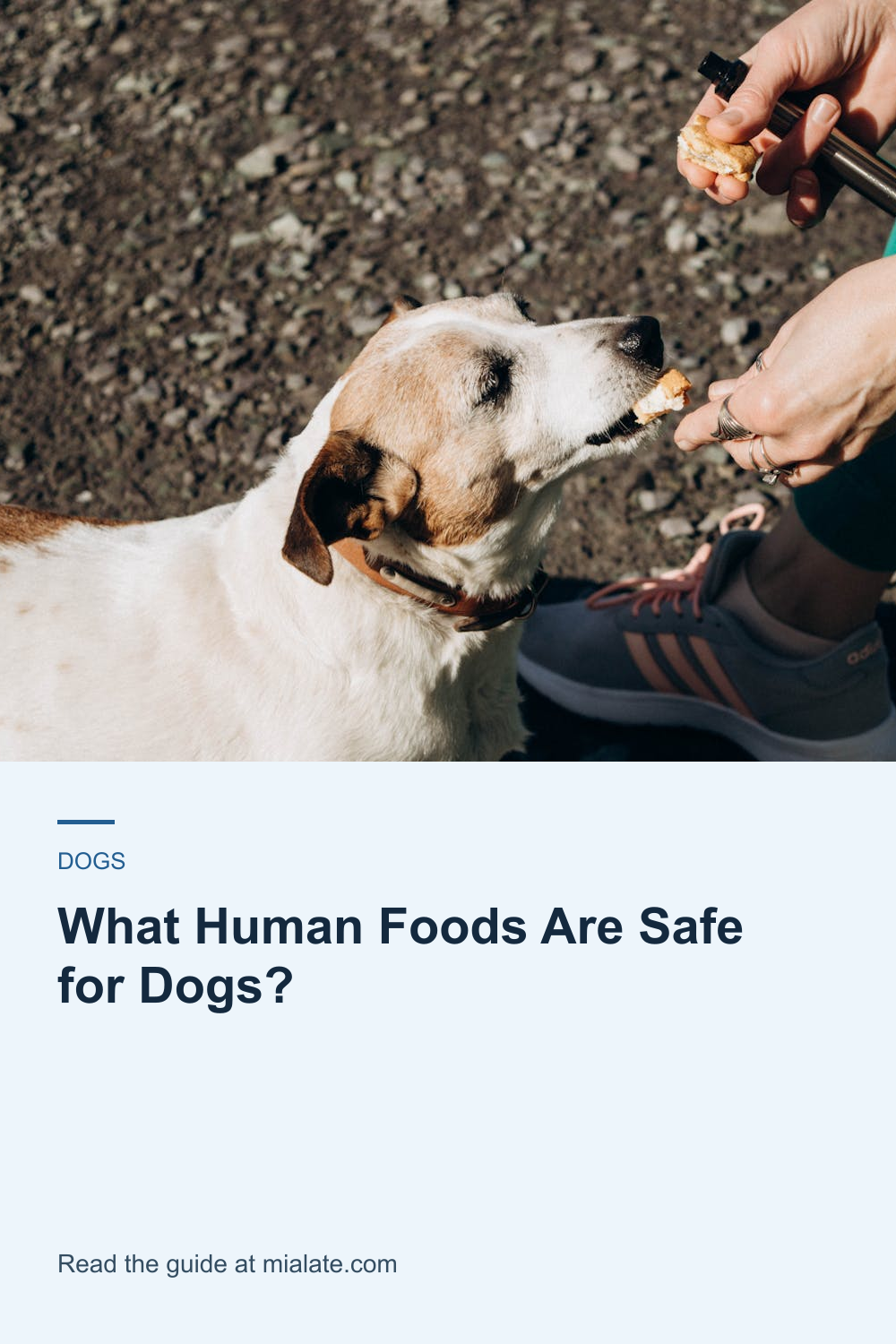 What Human Foods Are Safe for Dogs? — MiaLate article cover