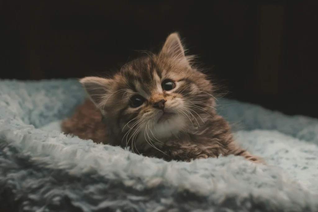 adotar um gato filhote no contexto do artigo