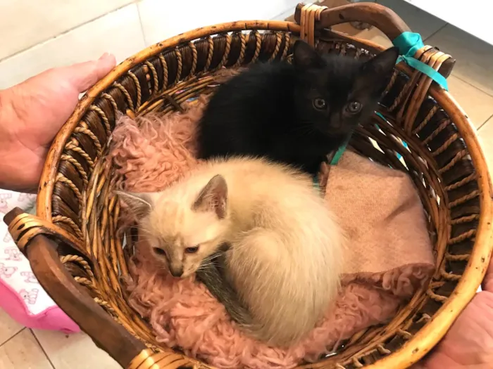 filhotes de gato recém-nascidos
