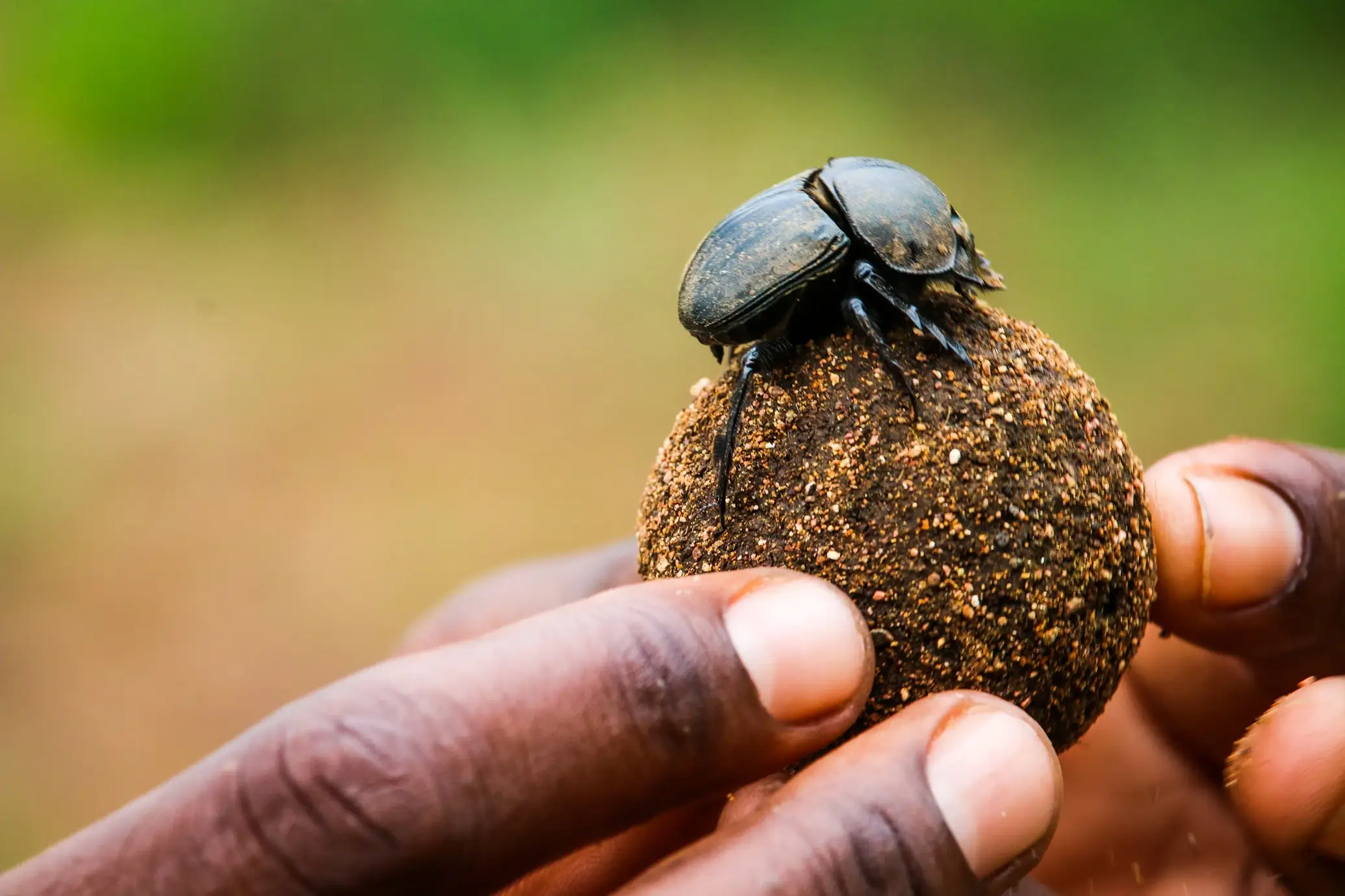 Animal mais forte do mundo: Besouro rola bosta