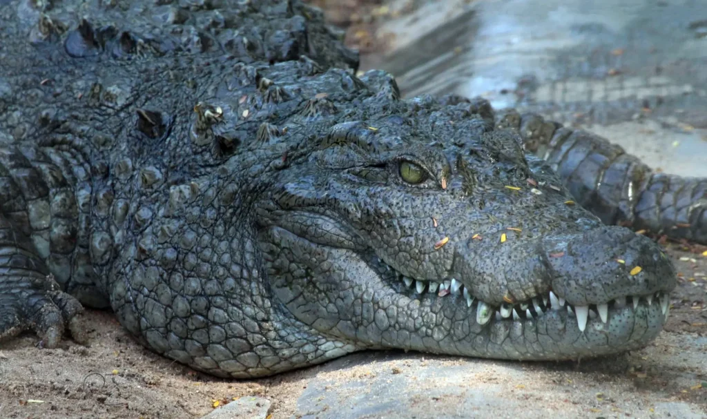 crocodilo-de-água-salgada um dos animais mais fortes do mundo