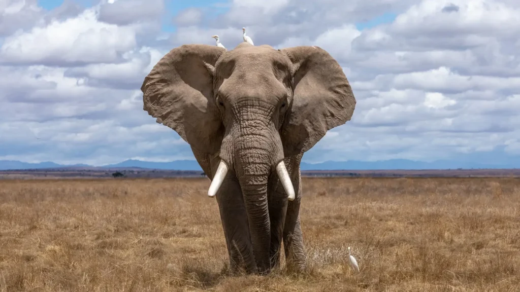 elefante-africano um dos animais mais fortes do mundo