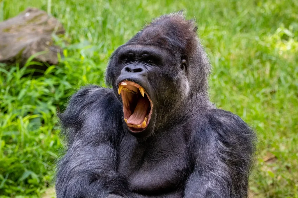 gorila um dos animais mais fortes do mundo