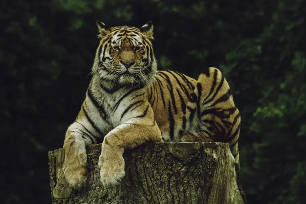 tigre o felino mais forte do mundo