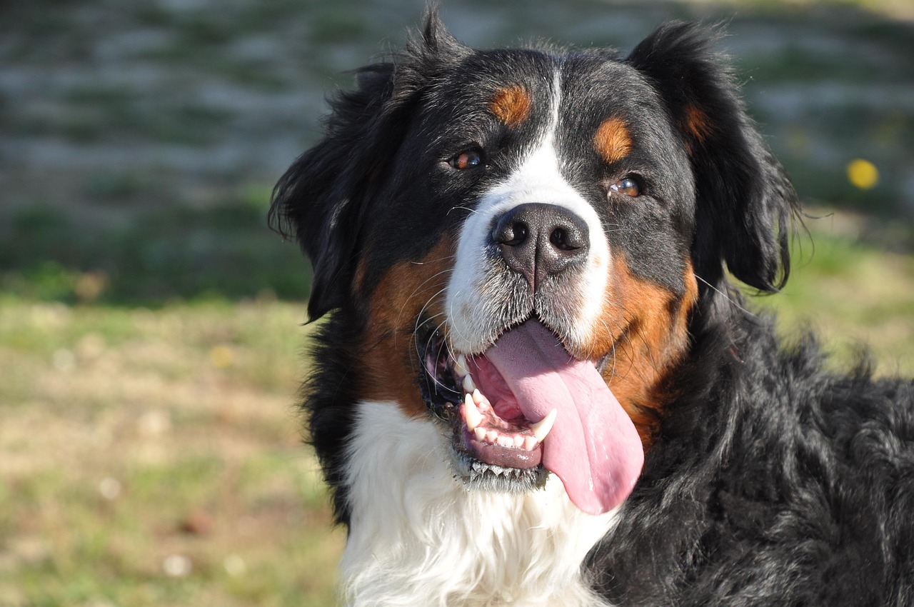 O maior cachorro do mundo: conheça os maiores!