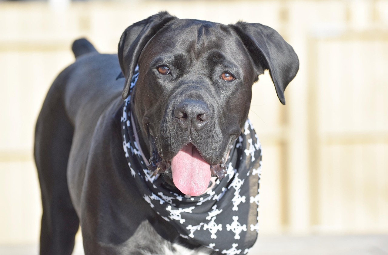 Cane Corso: Tudo sobre seu comportamento