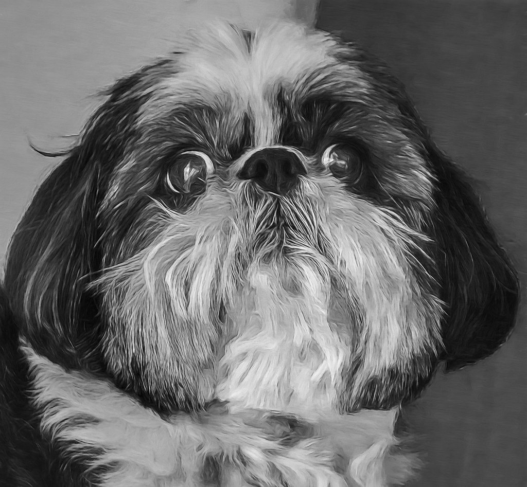Shih Tzu: Tudo sobre esse pequeno cão!