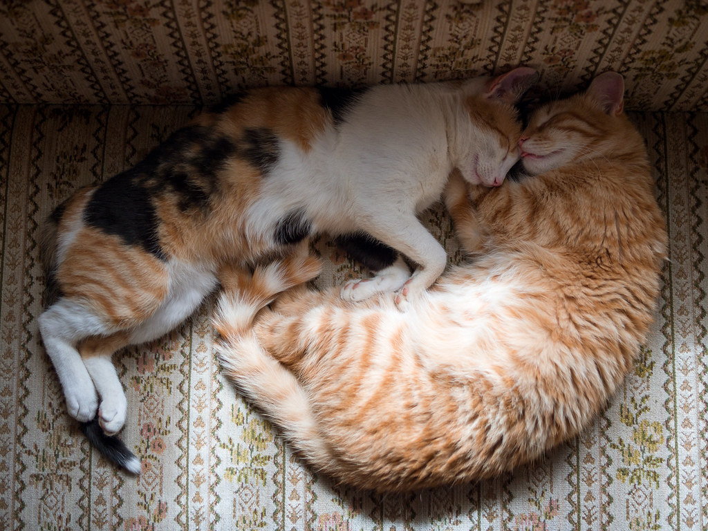 Orange and calico cats curled together on a patterned couch