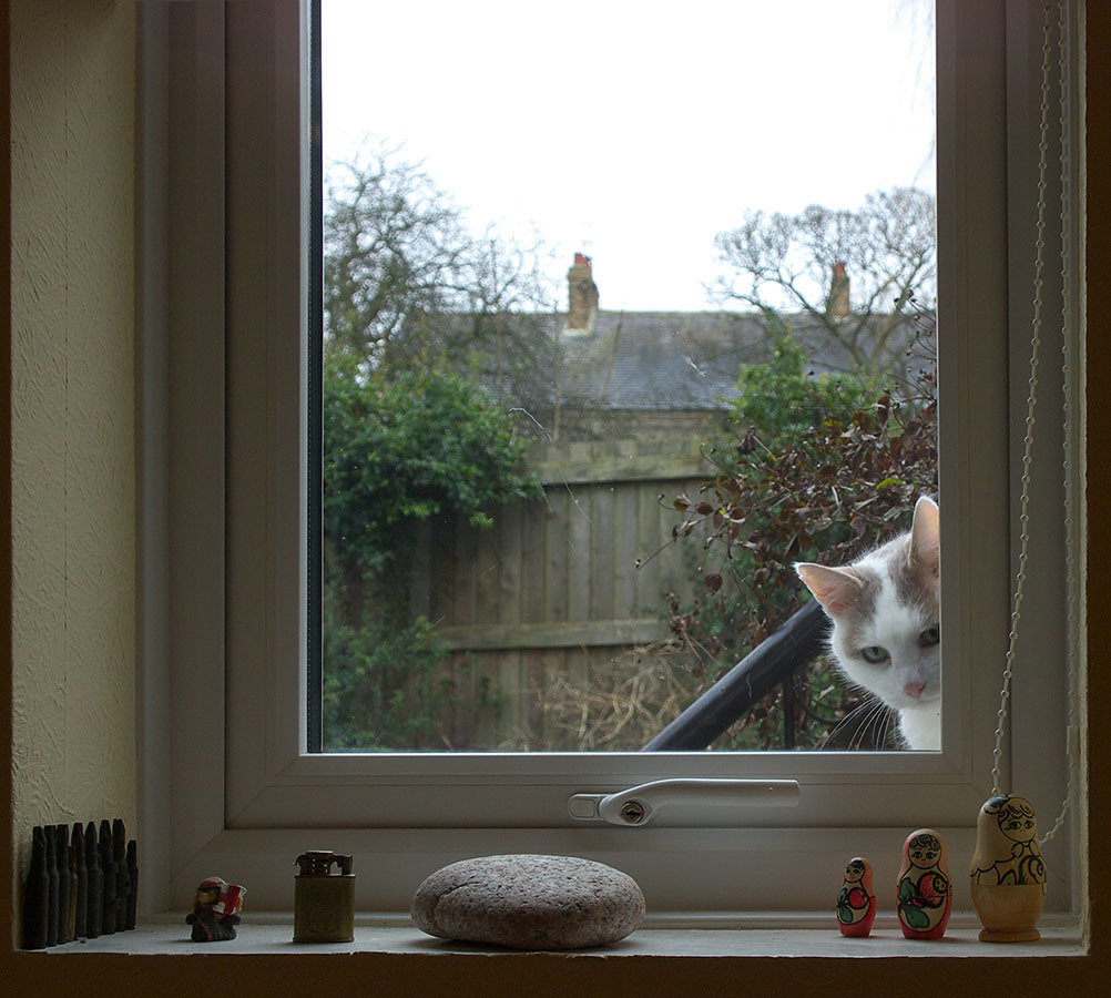 White and orange cat outside a closed window