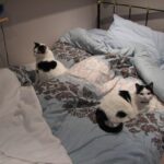 Two black and white cats resting separately on a bed