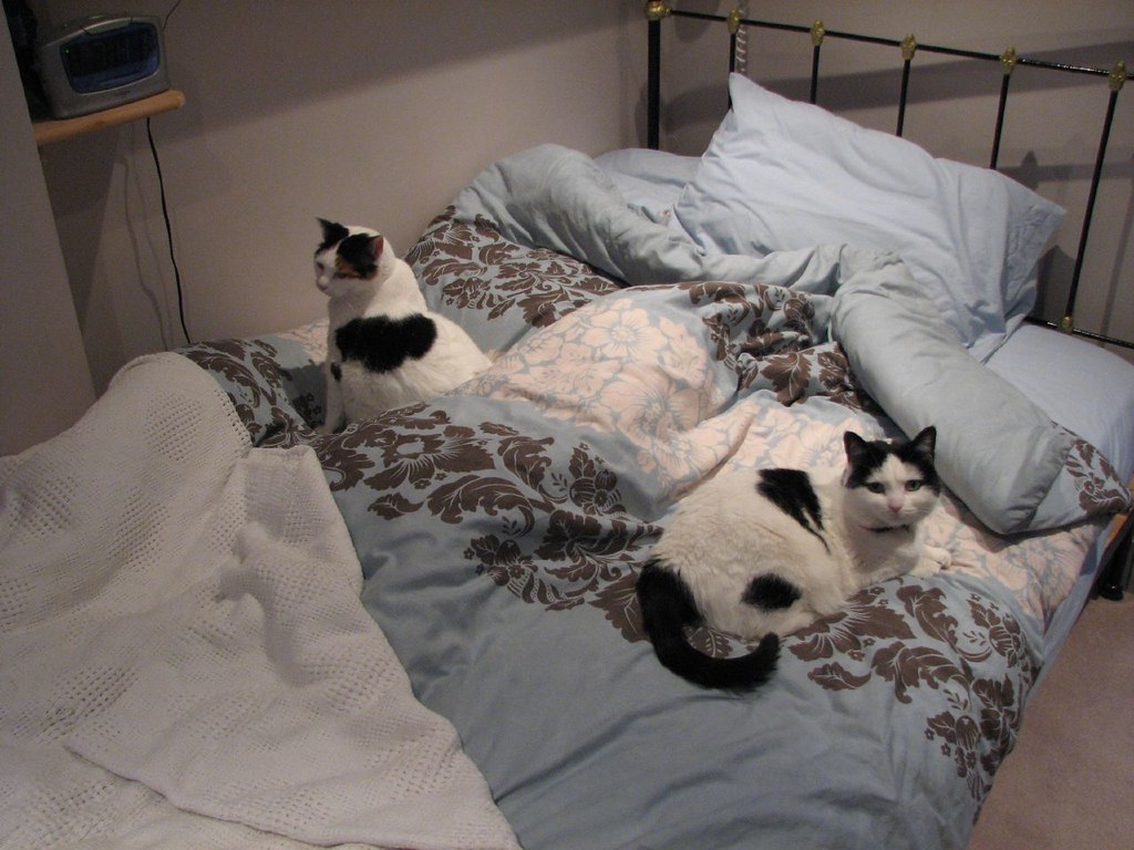 Two black and white cats resting separately on a bed