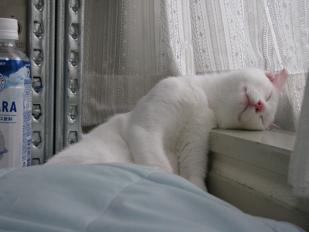 White cat sleeping beside a window with curtains