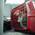 Gray cat inside a red carrier on the back seat of a car