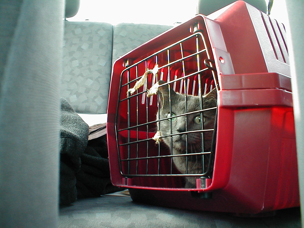 Gray cat inside a red carrier on the back seat of a car