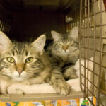 Two tabby cats inside a beige pet carrier