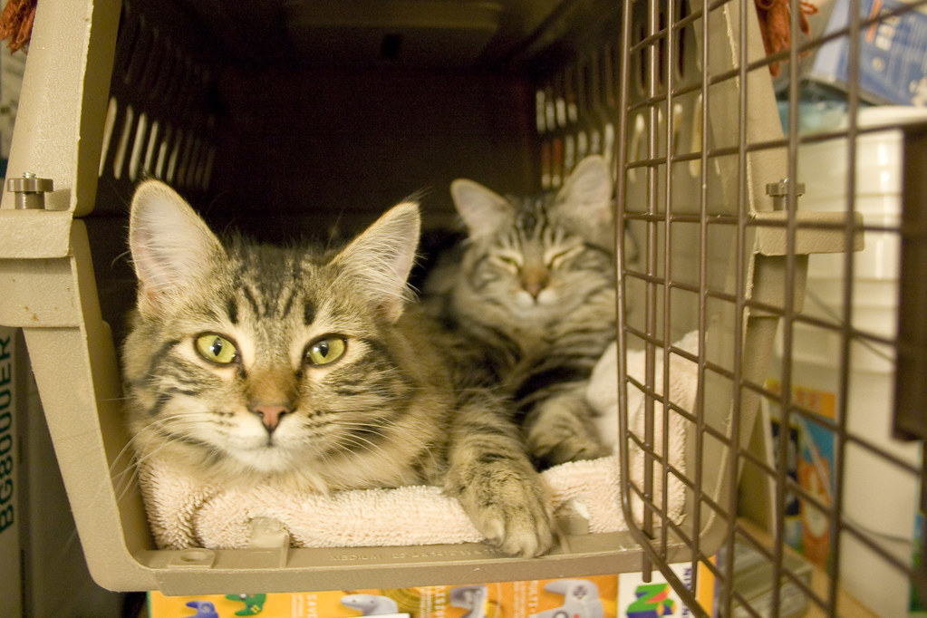 Two tabby cats inside a beige pet carrier