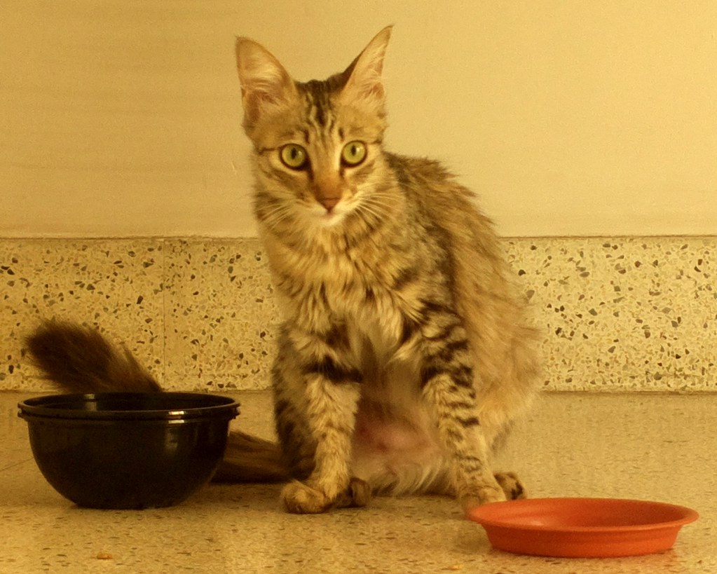 Tabby cat sitting on the floor beside two food bowls