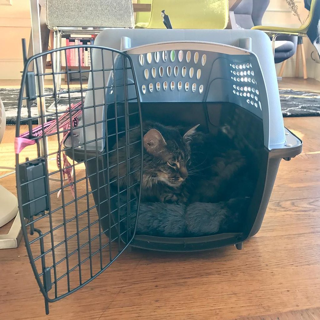 Tabby cat resting inside an open gray pet carrier