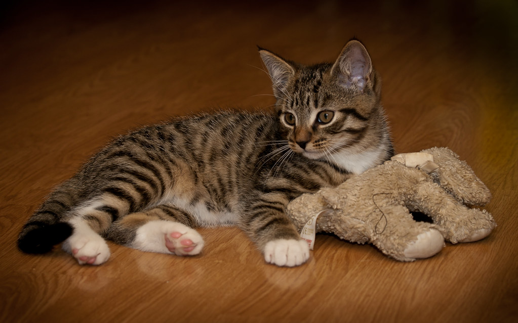 Tabby kitten lying beside a plush toy on a wooden floor