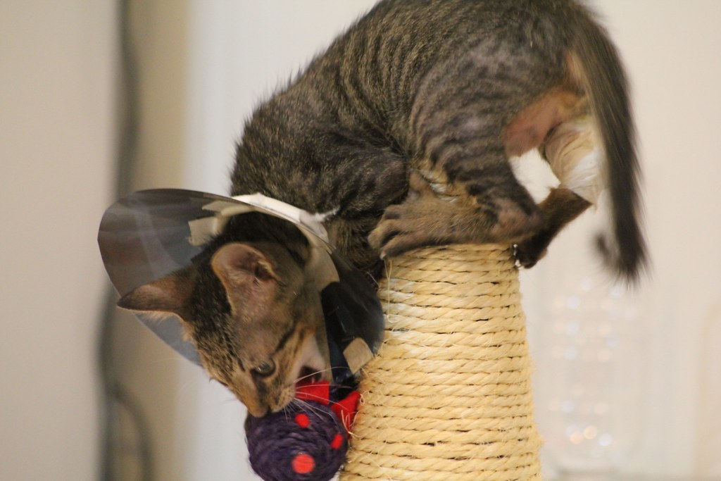 Tabby cat on a scratching post with a purple toy