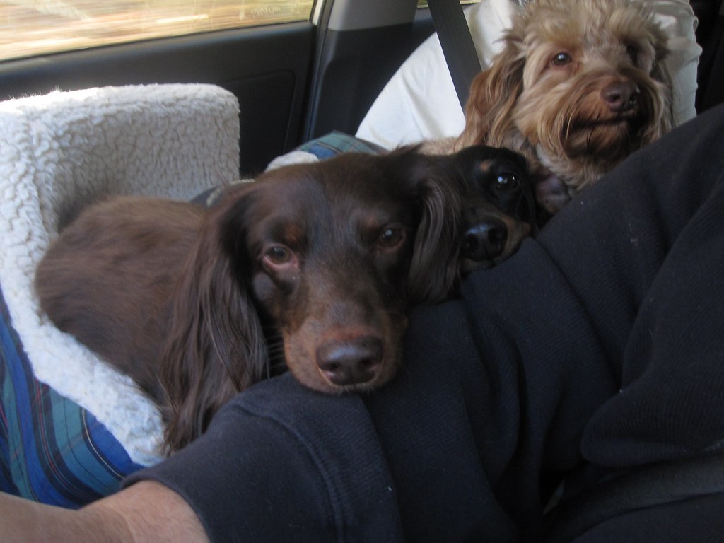 Two small dogs sitting on a passenger lap inside a car
