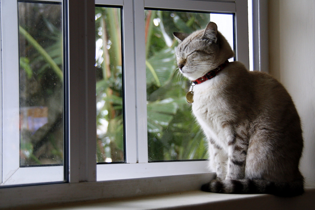 Cream cat sitting on an indoor window sill