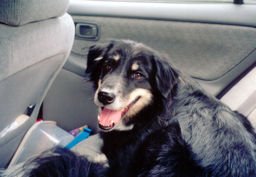 Black dog lying on the back seat of a car