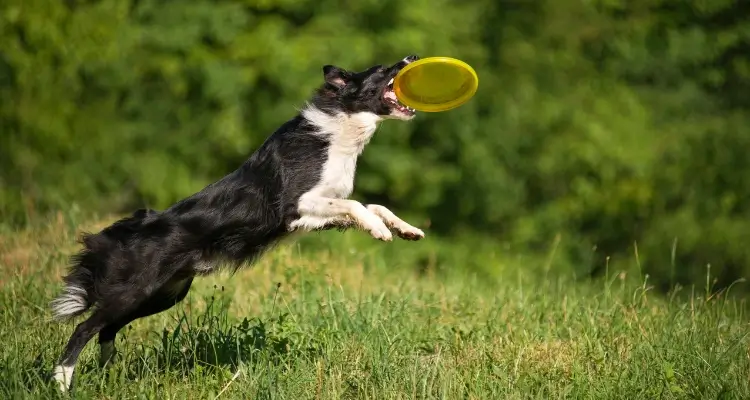 Correr e pular ajuda o Border Collie a gastar sua energia