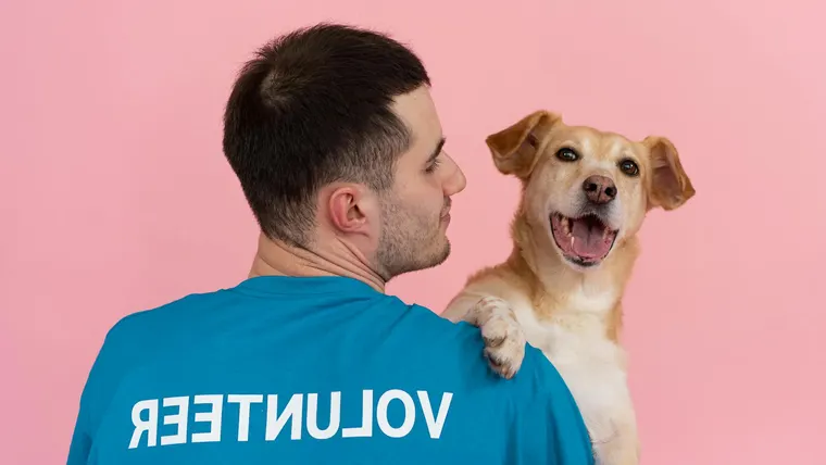 adoção responsável de animais