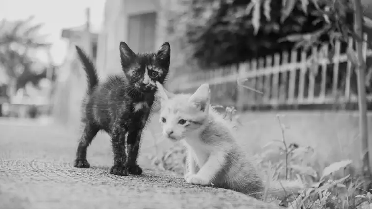 adotar um gato filhote