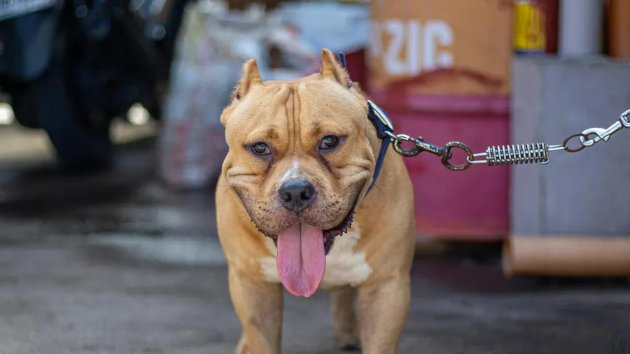 american bully
