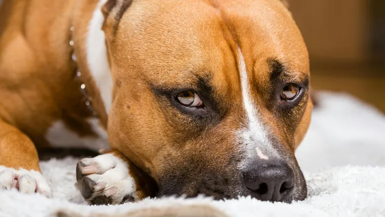 American Bully