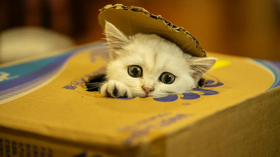 Foto profissional grátis de amigo felino, animal, animal de estimação