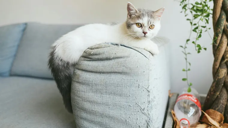 arranhador para gatos vale a pena