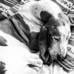 basset hound