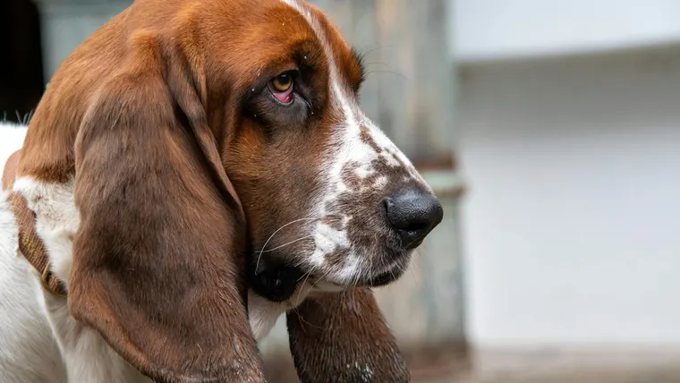 Basset Hound com orelhas longas e olhar doce