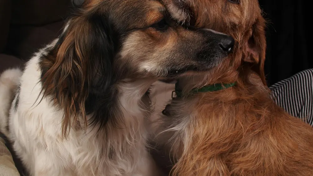 Dois cães se aconchegando dentro de casa