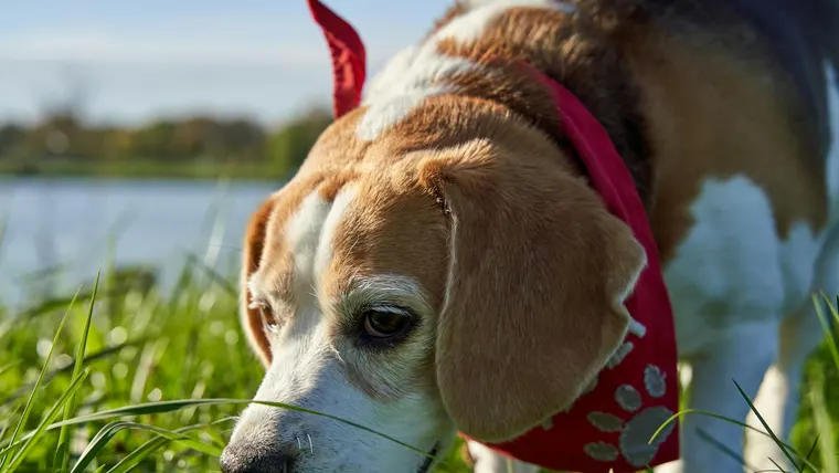 Um cão beagle curioso explorando um campo gramado ensolarado usando um cachecol vermelho.