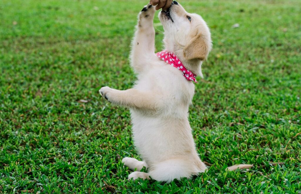 Puppy taking a treat from a hand during training