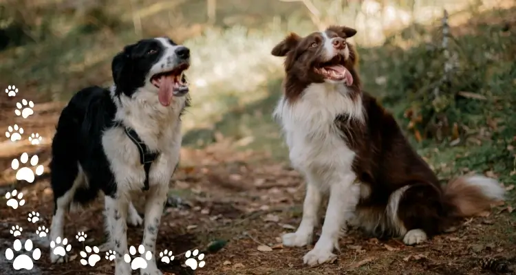 border collie