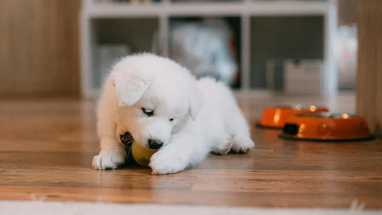 cachorro adulto ou filhote como escolher