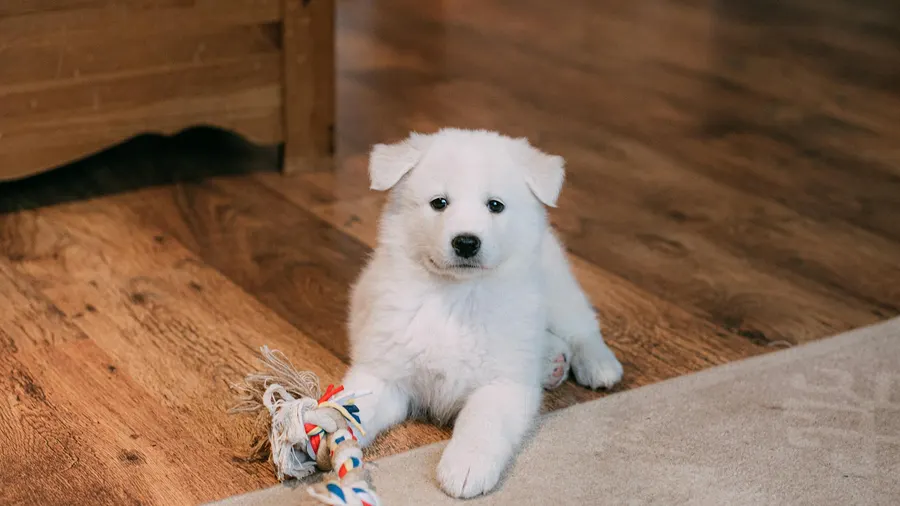 cachorro destruindo objetos causas e solucoes
