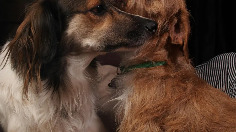 Close-up de dois cachorros brincando dentro de casa, mostrando animais peludos e sua interação lúdica.